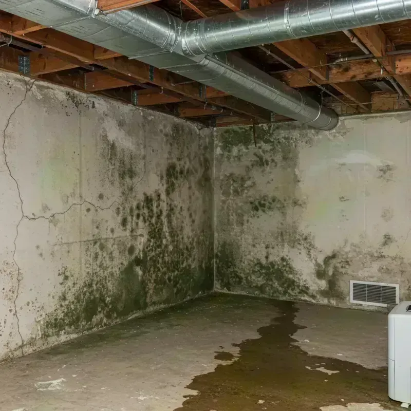 Professional Mold Removal in Winfield, MO